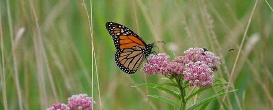 Tips to Attract Butterflies to Your Garden
