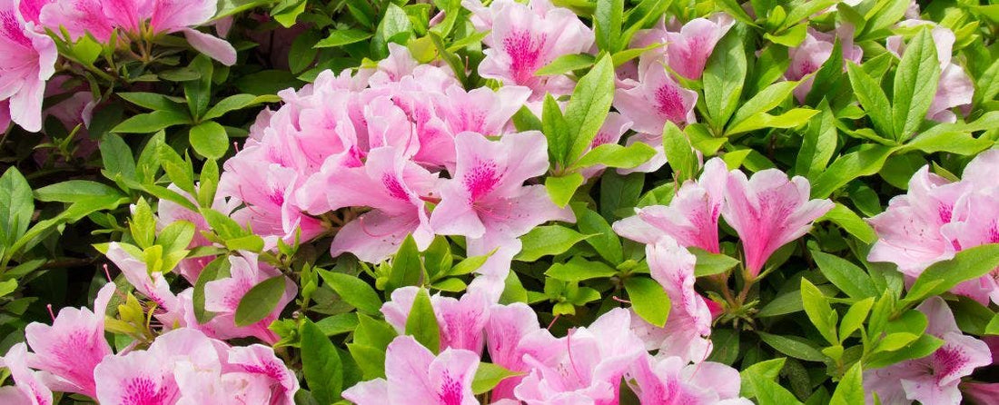 Take Another Look at Azaleas