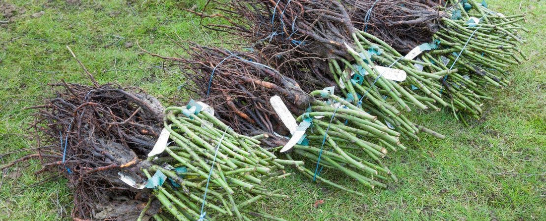 Container and Bare Root Planting Instructions