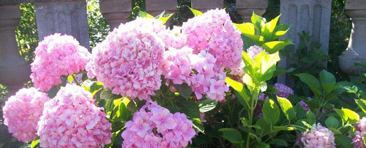 Hydrangea Planting and General Care Guide