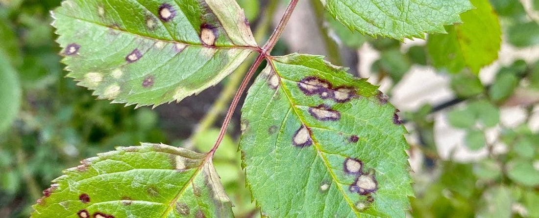 How to Get Rid of Black Spot on Roses