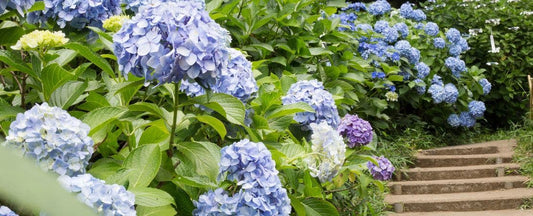 How to Prune a Hydrangea