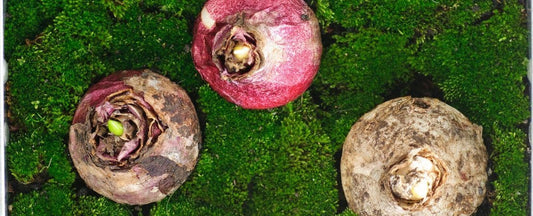 Bulb Garden Care Instructions