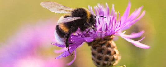 Where Do Bumble Bees Go in Winter?