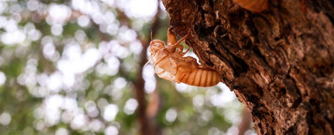 Tips for Gardeners: Managing Cicada Infestations