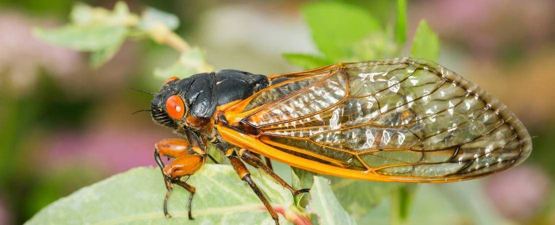 Understanding Cicada Population Surges