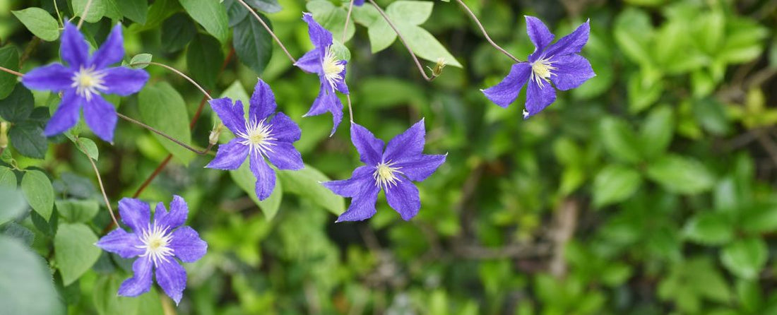 Clematis in May: What to Prune Now and What to Leave Alone