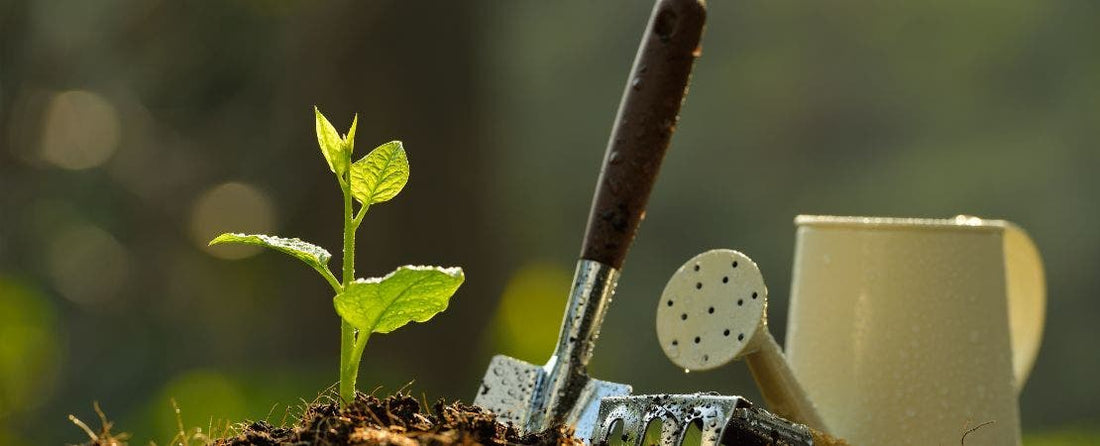 Compare Bare Root and Container Perennials