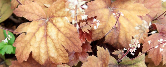 Heuchera Care Guide