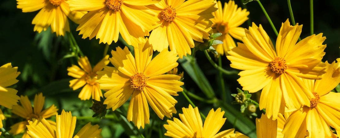 How to Grow and Care for Coreopsis