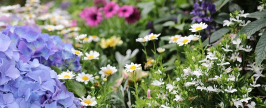 Customer's Favorite Low-Maintenance Perennials