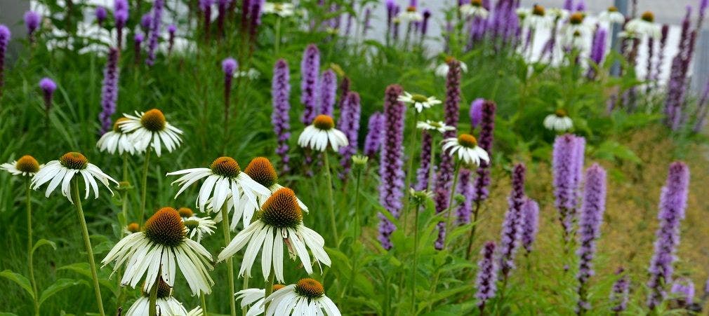 Tips to Plant and Grow a Cutting Garden