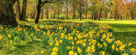 Narcissus, Daffodils, and Jonquils: What are The Differences?