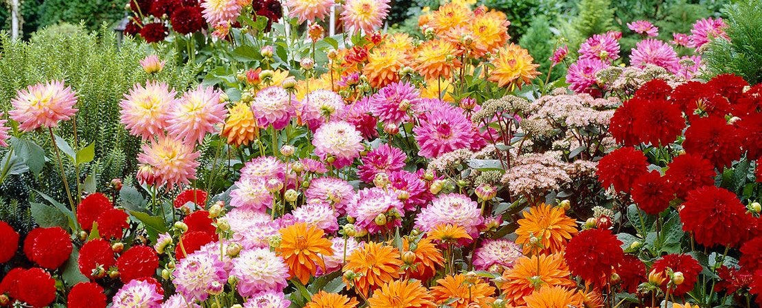 Guide to Growing Dahlias in Your Garden