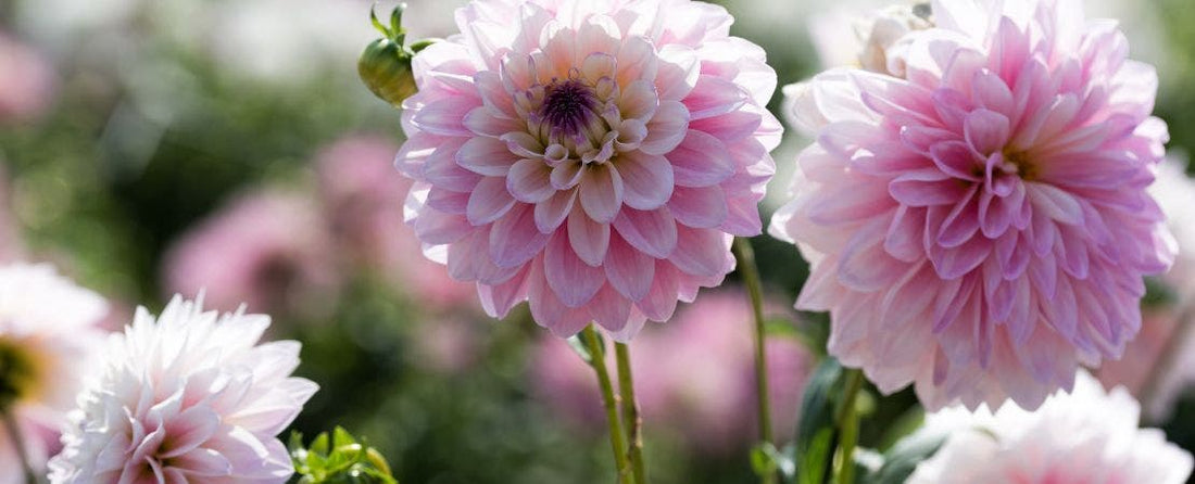 Growing Colorful Dahlias