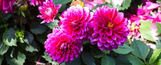 The Diversity of Dahlias