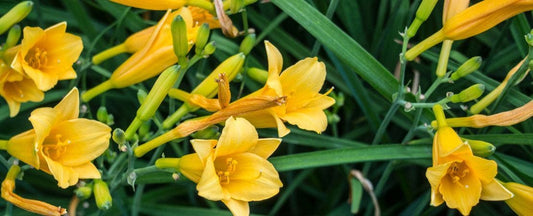How to Divide Daylilies