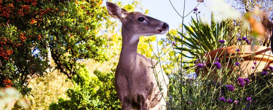 How to Keep Deer Out of Your Garden