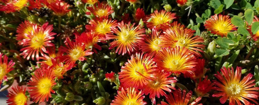 Delosperma Care Essentials for Gardeners