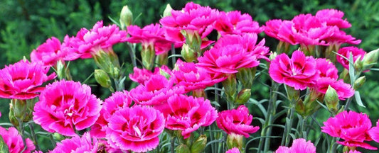 The Different Types of Carnations (Dianthus)
