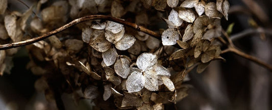 3 Easy Ways to Dry Flowers