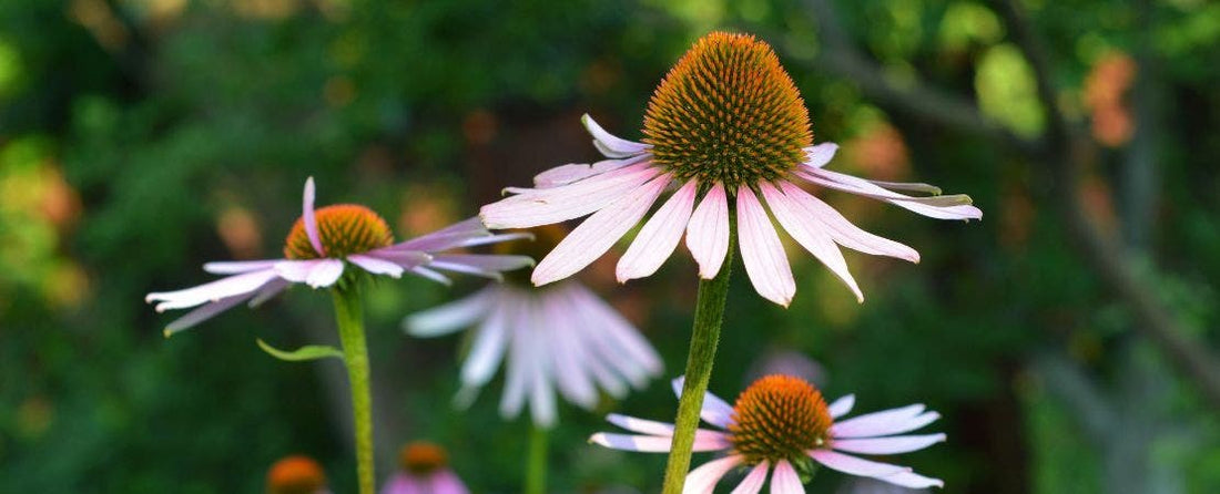 18 Drought-Tolerant Shrubs and Perennials