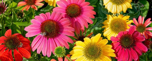 Comprehensive Care Guide for Growing Echinacea