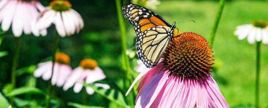 Native Beauties! And More Reasons to Grow Echinacea