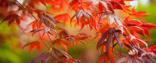 How to Plant and Care for Japanese Maple