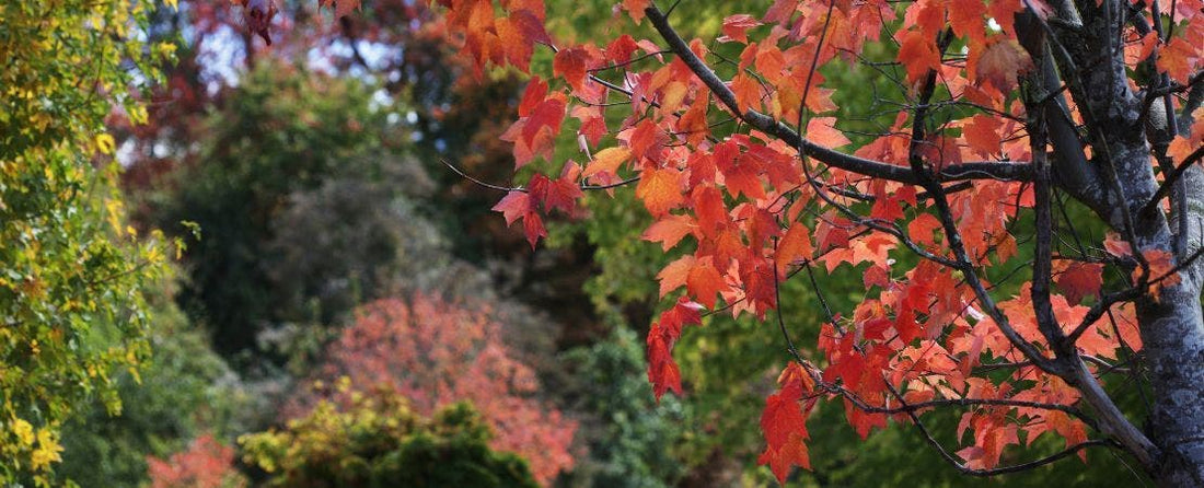 Reasons to Plant in Fall