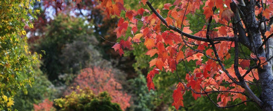 Reasons to Plant in Fall