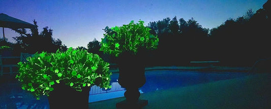 Firefly Petunias FAQs