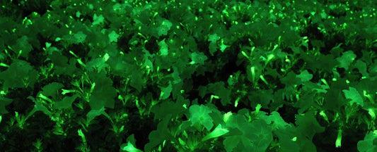 Firefly Petunias in the News