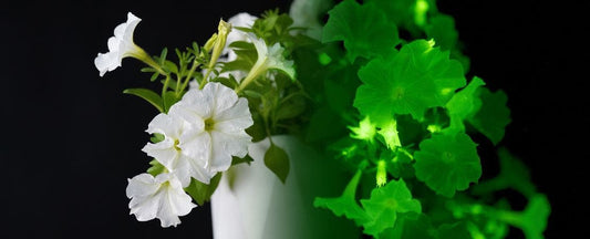 Revolutionary New Plant: Petunias That Glow in the Dark!