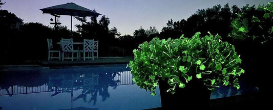 Brighten Up Your Space with Firefly Petunias