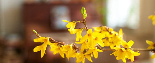 How to Bring Your Spring Garden Indoors Early