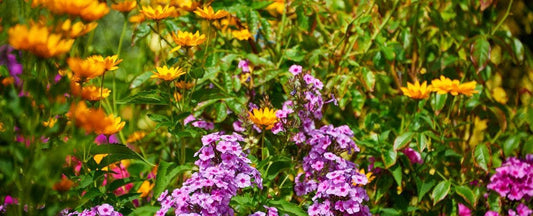 Favorite Fragrant Flowers for Your Garden