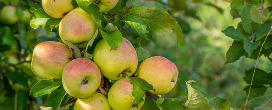 When Growing Fruit, Patience is Vital