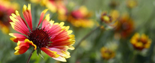 American Native: Gaillardia Blanket Flower