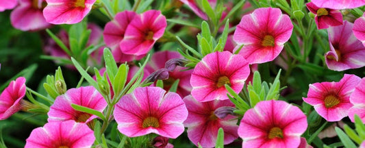 Garden Ready: Annuals Care Instructions
