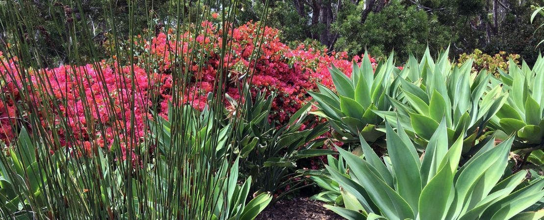 Mastering the Drought Resistant Garden: Wayside Gardens' Ultimate Guide