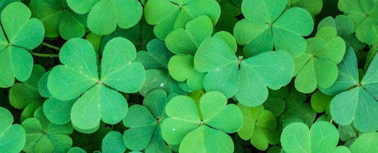 What Are the Differences Between Oxalis, Clover, and Shamrock?
