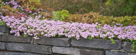 Ground Cover and Low Maintenance Perennials