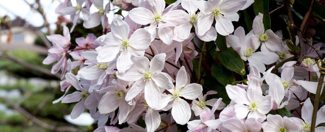 Clematis Pruning Group 1