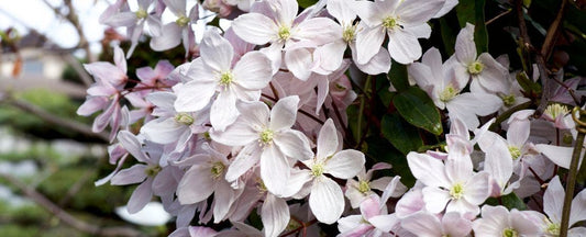 Clematis Pruning Group 1