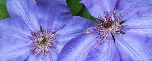 Clematis Pruning Group 3