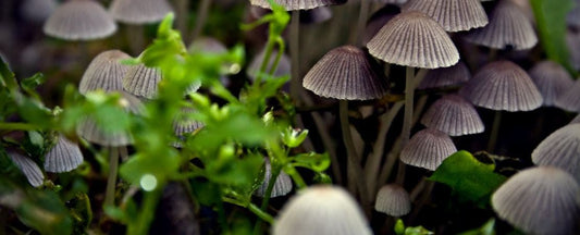 10 Reasons to Grow Mushrooms