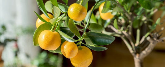 Caring for Your Citrus Tree