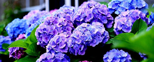 Growing Hydrangeas: Which Type to Plant in Your Zone?