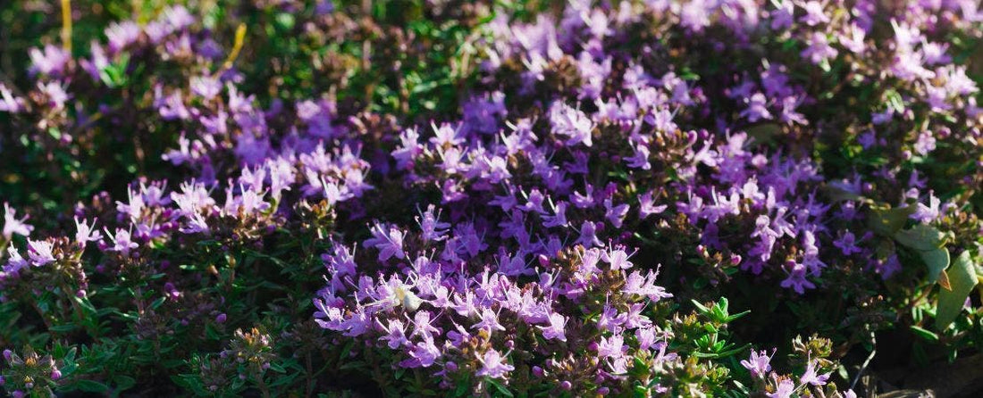 A Guide to Grow and Care for Thyme Like a Pro